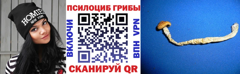 закладка Сосновоборск Псилоцибиновые грибы Psilocybine cubensis